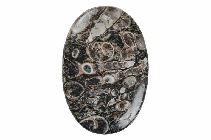 Polished Fossil Turritella Agate Cabochon - Wyoming #219229